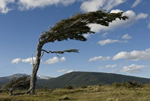 South American Mountain Landscape Drucke: Tree distorted by winds of the Roaring Forties