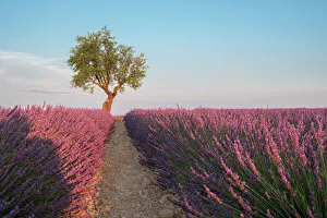 Lavender Field Sunset Drucke: A tree at the end of a lavender field at sunset