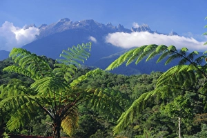Southeast Asia Mountains Drucke: Tree ferns in foreground