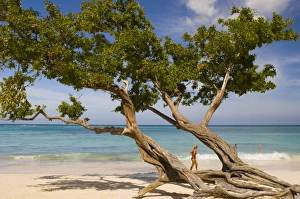 West Indies Coastal Scenery Drucke: Tree growing on the beach, Guardalavaca, Cuba, West Indies, Central America