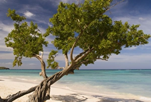 Central America Landscapes Drucke: A tree growing on Guardalavaca Beach, Guardalavaca, eastern coast, Cuba