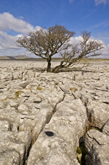 Limestone Pavement UK Drucke: Tree growing through the Limestone pavement of White Scars, Yorkshire Dales National Park