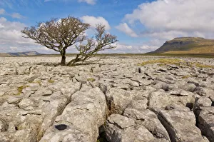 Travel Destinations In Europe Drucke: Tree growing through the limestone of White Scars, Ingleton, Yorkshire Dales National Park