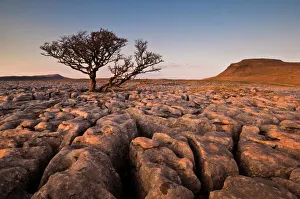 Yorkshire Landscape Photography Drucke: Tree growing through the limestone of White Scars at sunset