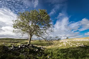 European Outdoor Scenery Drucke: Tree and limestone pavement above Malham, Yorkshire Dales, Yorkshire, England, United