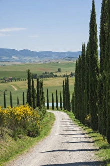 Colorful Italian Landscapes Drucke: Tree lined driveway, Val d Orcia, Tuscany, Italy, Europe