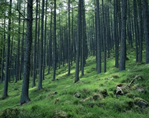 Cumbrian Countryside Scenery Drucke: Tree patterns, Burtness Wood, Lake District, Cumbria, England, United Kingdom, Europe