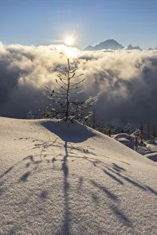Sunset In The Alps Drucke: Tree projecting shadow on the fresh snow at sunset, Valmalenco, Valtellina, Lombardy