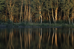 European Nature Views Drucke: Tree reflection