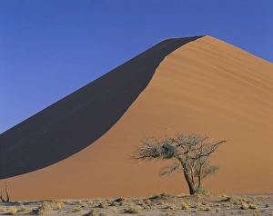 African Desert Trees Drucke: Tree and sand dune