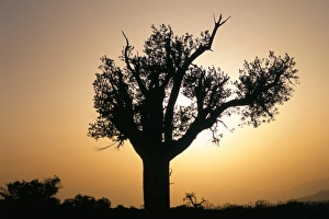 Omani Landscape Photography Drucke: Tree silhouette