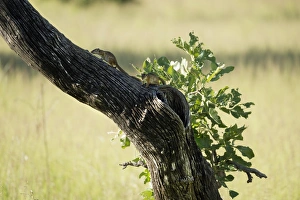 Horizontal Animal Photography Drucke: Tree squirrel (Paraxerus cepapi), South Luangwa National Park, Zambia, Africa