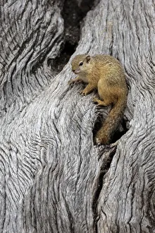 Mashatu Game Reserve Drucke: Tree squirrel (Paraxerus cepapi), Mashatu Game Reserve, Botswana, Africa