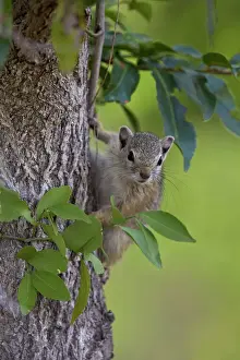 South Africa Wildlife Drucke: Tree squirrel (Smiths bush squirrel) (yellow-footed squirrel) (Paraxerus cepapi)