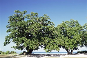 Indian Ocean Shore Drucke: Trees, Anse Union