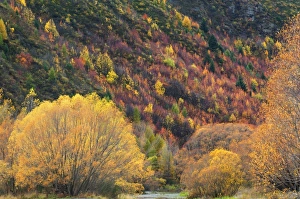 South Island Scenic View Drucke: Trees, Arrowtown