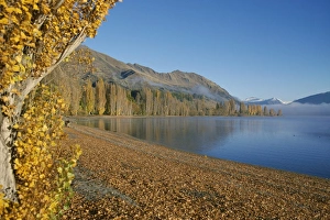 Lake Wanaka Scenery Drucke: Trees in autumn