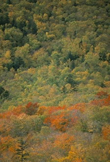New England Autumn Colors Drucke: Trees in autumn (fall)