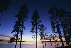 Drucke von Bäume und See am Sonnenuntergang in Laponien/Lappland/Schweden/Skandinavien/Europa Schweden Drucke: Bäume und See am Sonnenuntergang