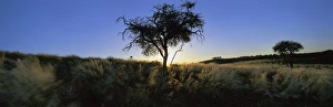 Namib Rand Nature Reserve Drucke: Trees in silhouette