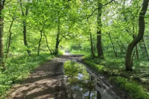 Derbyshire Countryside Scenes Drucke: Trees in spring leaf provide canopy over hiking path with puddle reflections, Millers Dale