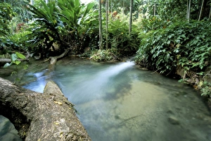 Caribbean Island Scenery Drucke: Tropical forest