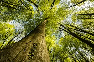 Woodland Landscape Photography Drucke: Trunks and canopy of beech trees (Fagus sylvatica), Kent, England, United Kingdom, Europe