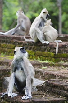 Tufted grey langurs (Semnopithecus priam)
