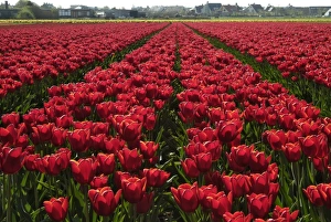 Tulip Fields Holland Drucke: Tulip bulb fields