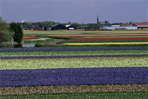 Tulip Fields Holland Drucke: Tulip fields