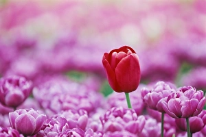 Tulipa Species Drucke: Tulip (Tulipa)
