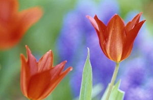 Tulip Species Drucke: Tulip, (Tulipa spec)