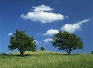 Prehistoric Burial Sites UK Drucke: Tumuli, Pitstone Hill, beside the Chilterns Ridgeway path, Buckinghamshire
