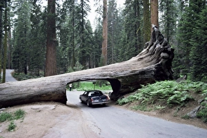 West Coast Travel Destinations Drucke: Tunnel Log
