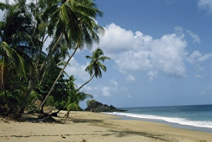 Colorful Tropical Landscape Drucke: Turtle Beach