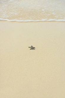 Wildlife Photography Beach Drucke: Turtle making its way to the water