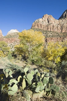 Arid Desert Environment Drucke: _TUW7168