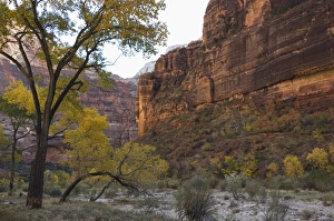 American Wilderness Drucke: _TUW7245