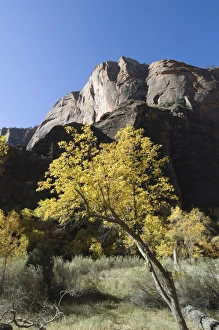 Zion National Park Photography Drucke: _TUW7266