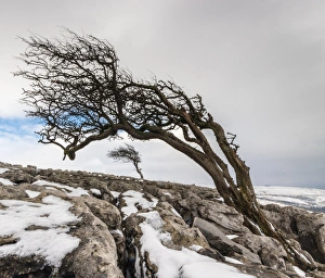 Drucke von Gebirgsrandtwistletonschneestrecke im Schnee bei Ingleton im englischen Nationalpark Yorkshire Dales in Nordengland Vereinigtes Königreich Europa Bilder Datiert 2015 Januar: Gletscherend im Twistleton Scar bei Schnee in Ingleton im Nationalpark Yorkshire Dales in der Grafschaft North Riding