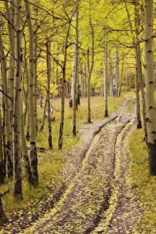 Rural Landscape Photography Drucke: Two-track lane through fall aspens