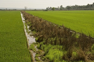 Traditional Indian Agriculture Drucke: Typical agriculture