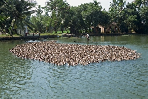 Kerala India Tourism Drucke: Typical backwater scene of ducks herded onto rice fields