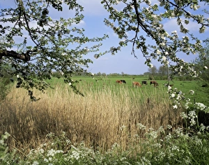 Dutch Landscape Drucke: Typical Dutch landscape