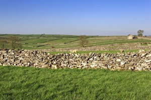 Bekanntes Frühlingsbild aus Stall, Schafen, Feldern mit trockener Steinmauer und Hügeln in Litton