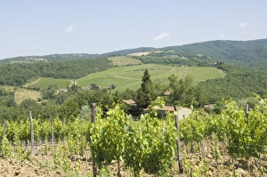 Drucke von Ein typischer tuskan Blick im Gebiet von Lamole nahe Greve am Chianti Toskana Italien Europa Bilder Datiert 2007 September: Ein typischer tüchener Sicht im Gebiet von Lamole
