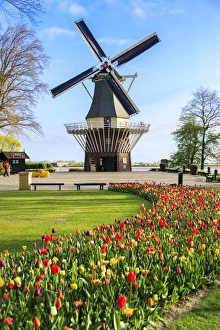 Traditional Dutch Windmill Drucke: Typical windmill framed by multicolored tulips in bloom, Keukenhof Botanical Garden