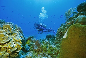 Scuba Diving Holidays Drucke: Underwater diver and corals
