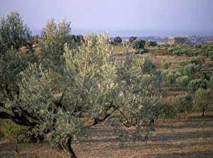 Agrigento Sicily Drucke: The Valley of the Temples