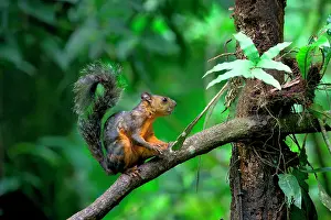Variegierte Eichhörnchen (Sciurus variegatoides) klettert auf einem Ast, Costa Rica.